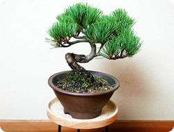 五葉松盆栽